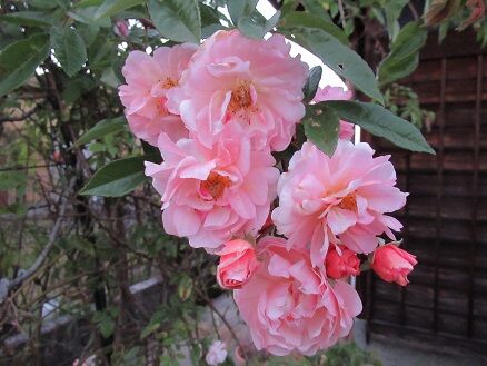 四季咲きなでしこなど ミセスケイの薔薇コラム 四季咲きなでしこなど ミセスケイの薔薇コラム