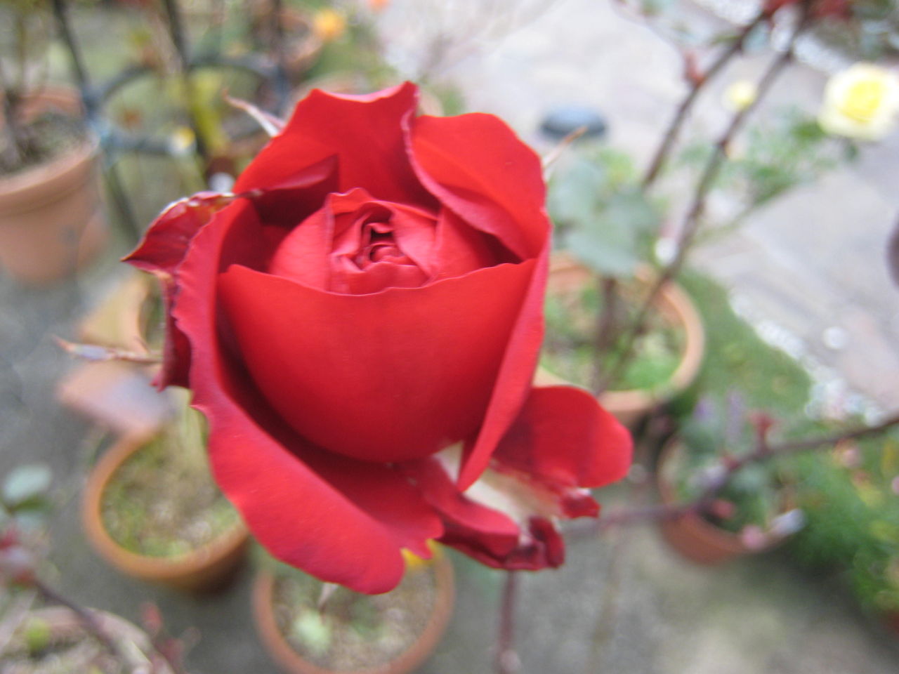 ツルバラの剪定 誘引とパーゴラ立てました ミセスケイの薔薇コラム