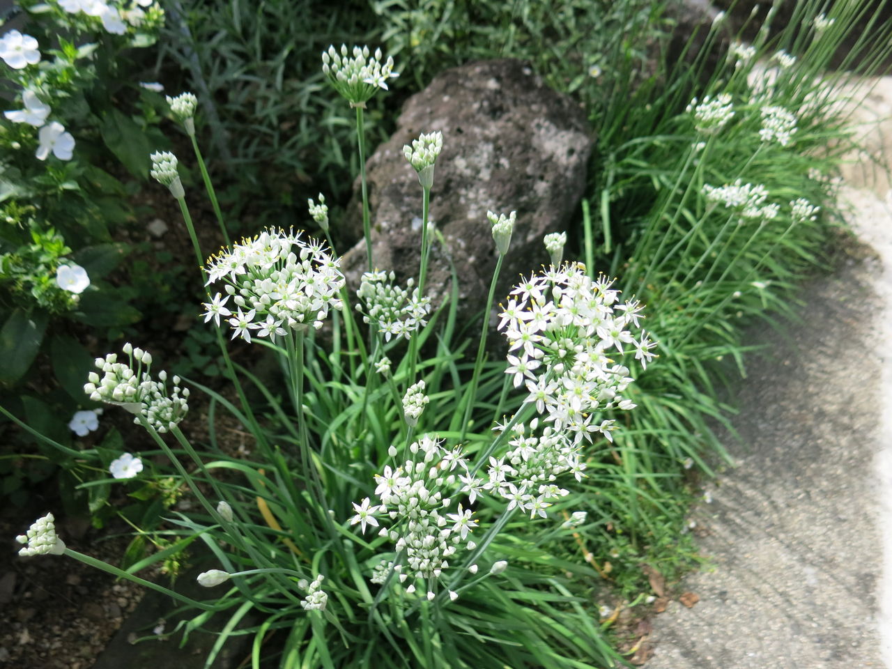 ヤブランの花と その寄せ植えなど ミセスケイの薔薇コラム