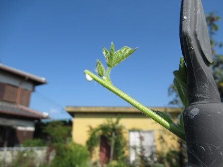 朝顔行灯仕立ての続き ミセスケイの薔薇コラム