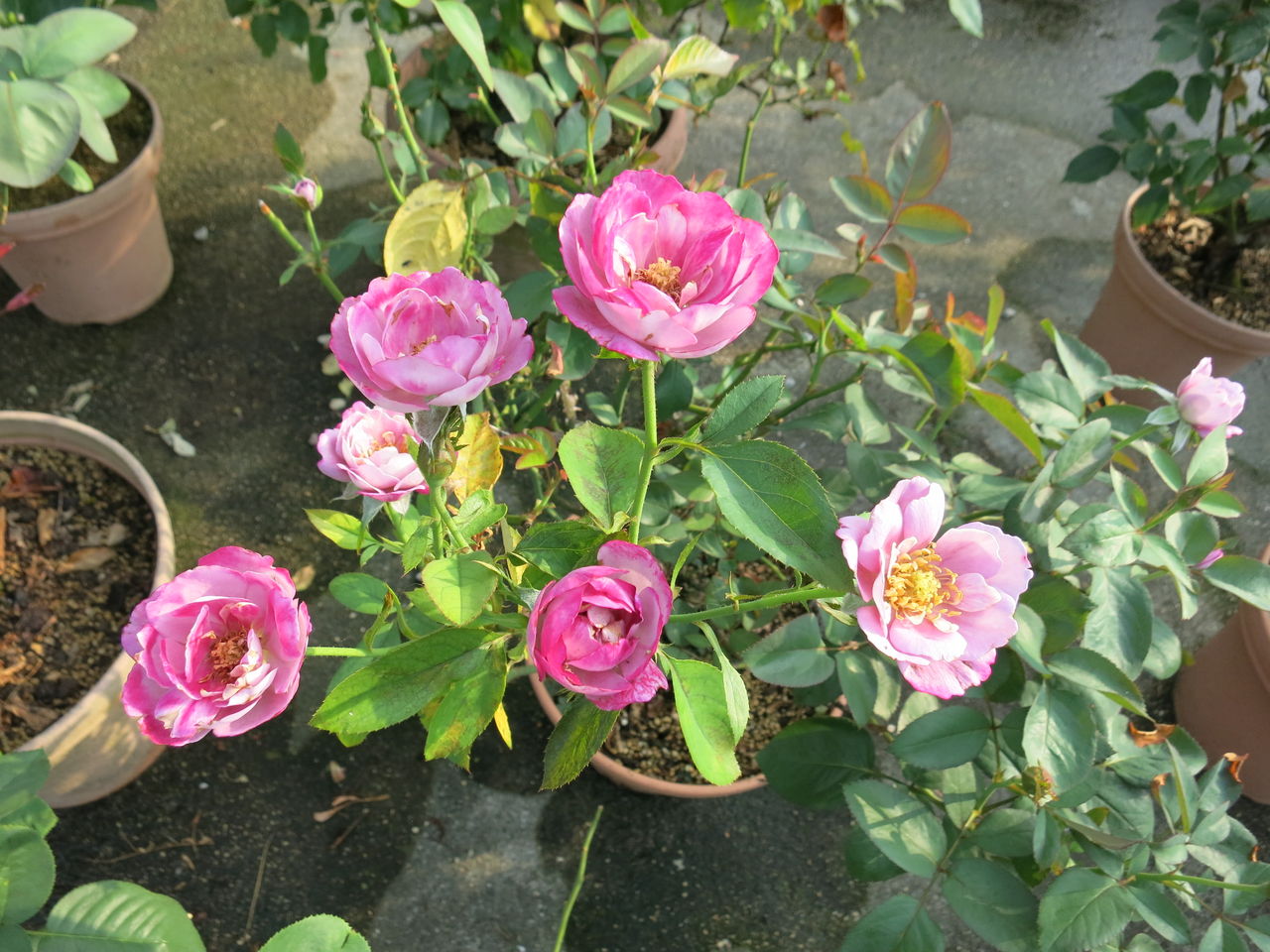 ブルドゥパルファムや日々草など ミセスケイの薔薇コラム