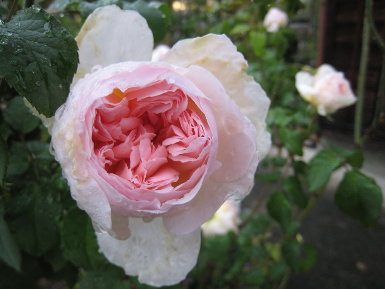 雨の中のシャリファスマなど ミセスケイの薔薇コラム