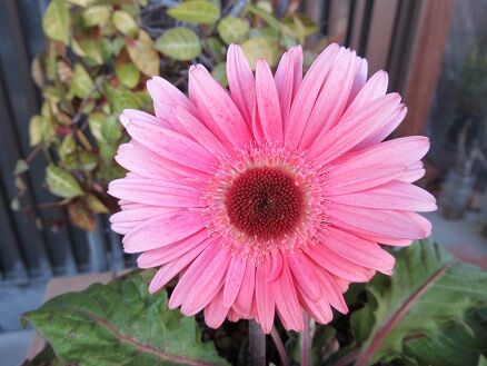 ビオララブラドリカの花数が増えました ミセスケイの薔薇コラム