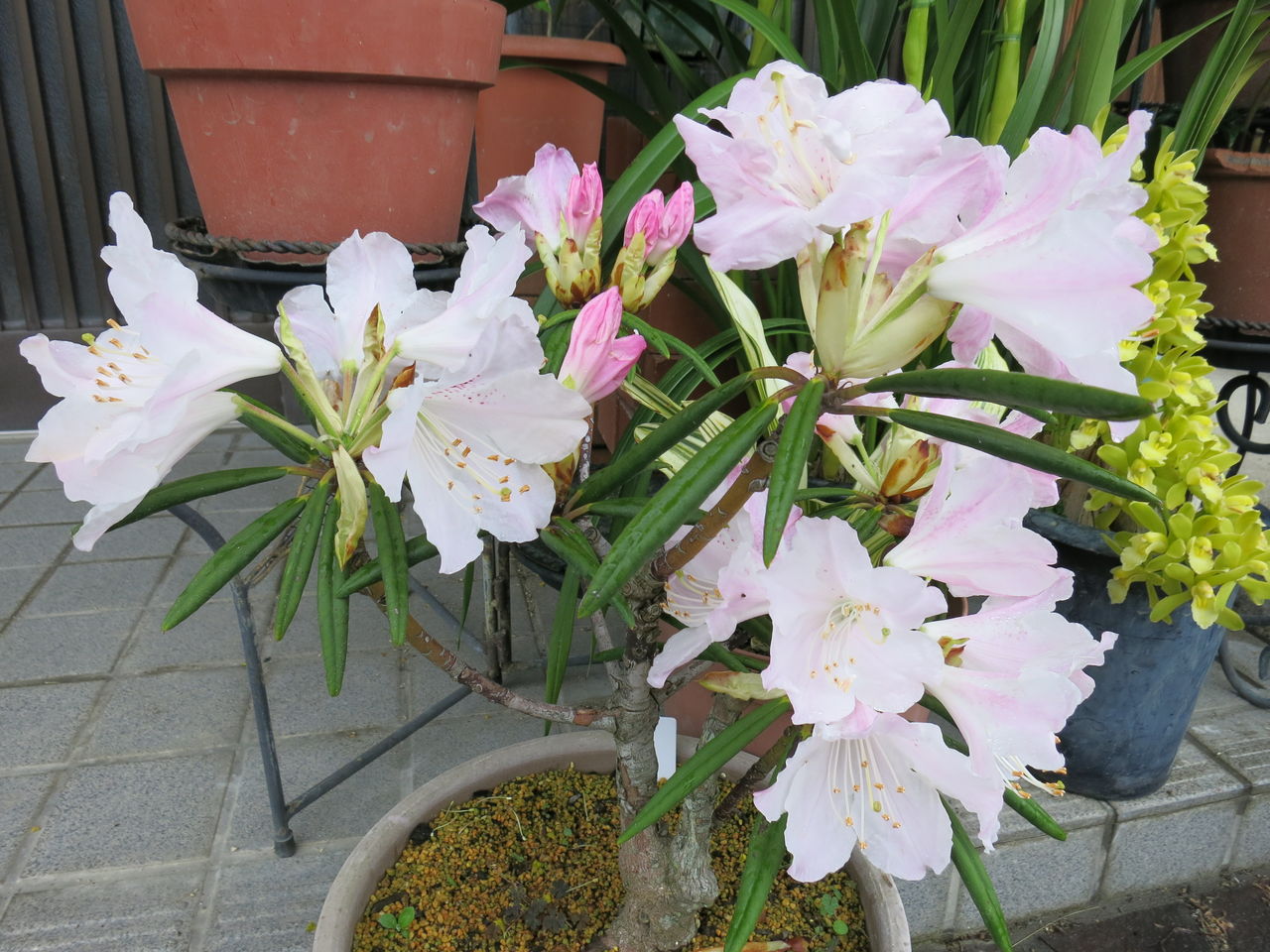 日本花キ流通 日本シャクナゲ 京の華 5号鉢 開花予定株