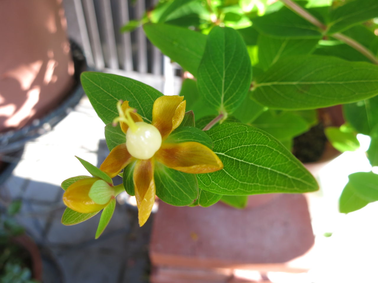 情熱的なグランデアモーレ ピンクが可愛いキャンディフレア ミセスケイの薔薇コラム