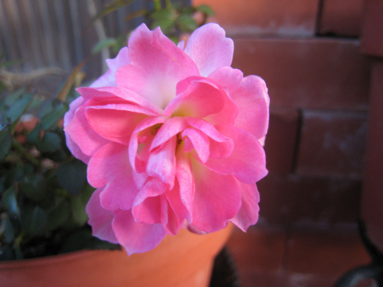 名前のわからないミニバラとピンクノックアウト ミセスケイの薔薇コラム