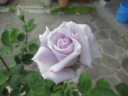 青龍など ミセスケイの薔薇コラム