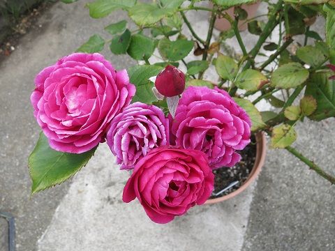 ベロニカの切り戻し ミセスケイの薔薇コラム