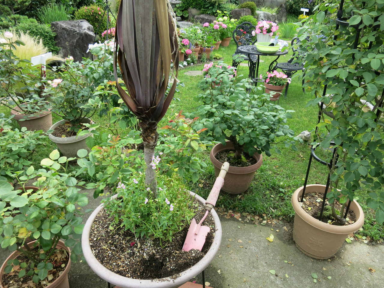 夏バージョンに植え替え ミセスケイの薔薇コラム 夏バージョンに植え替え ミセスケイの薔薇コラム