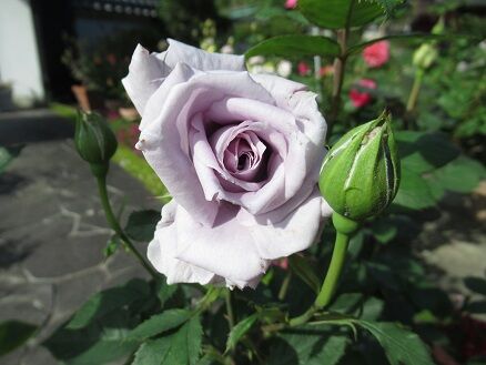 青龍とブルーグラビティなど : ミセスケイの薔薇コラム