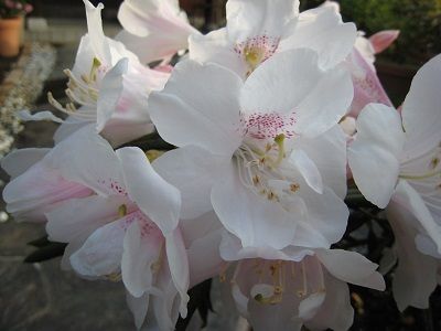 日本シャクナゲ京の華 : ミセスケイの薔薇コラム
