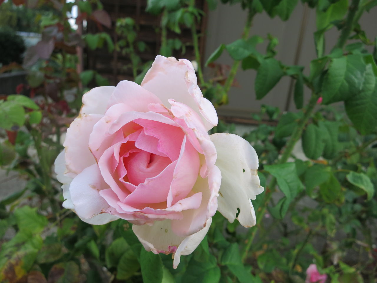 香り豊かなシャリファ 爽やかな青サルビア 花数多いシュウメイギク ミセスケイの薔薇コラム