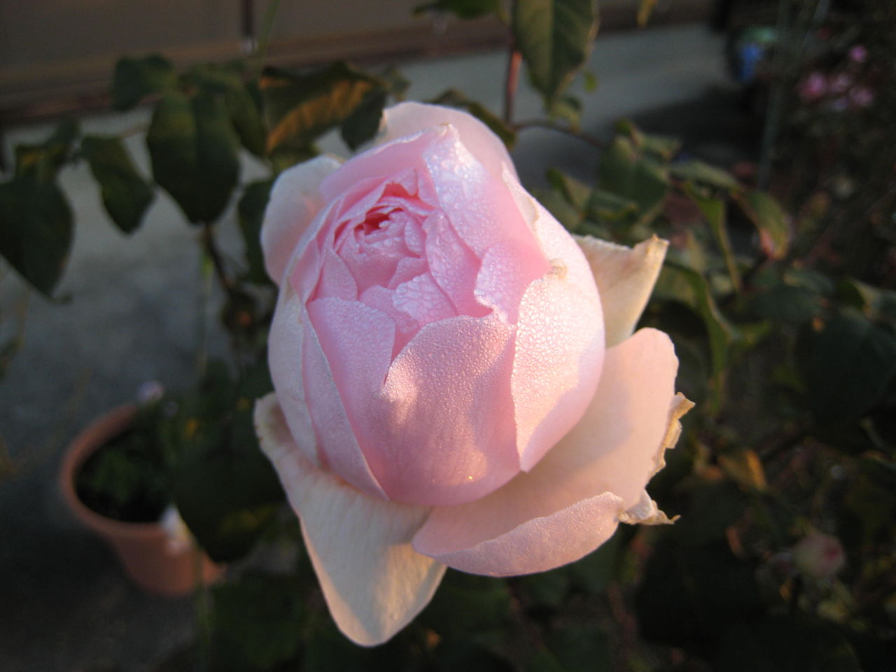 バラを一輪挿しに活けました ミセスケイの薔薇コラム