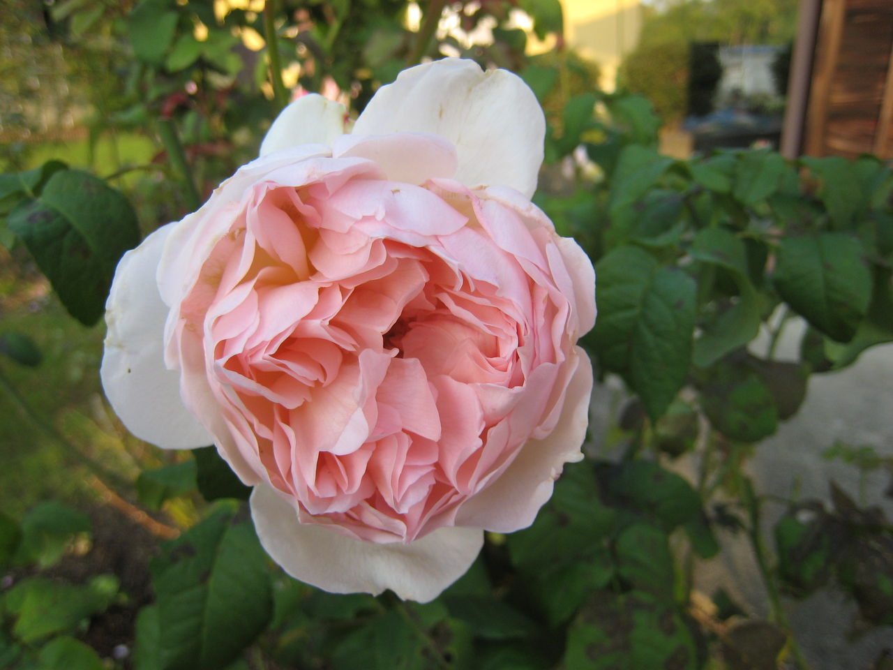 シャリファアスマとローズリーフセージ ミセスケイの薔薇コラム