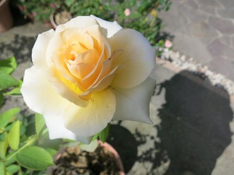 IMG_7730