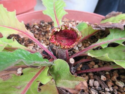 ガーベラなど ミセスケイの薔薇コラム