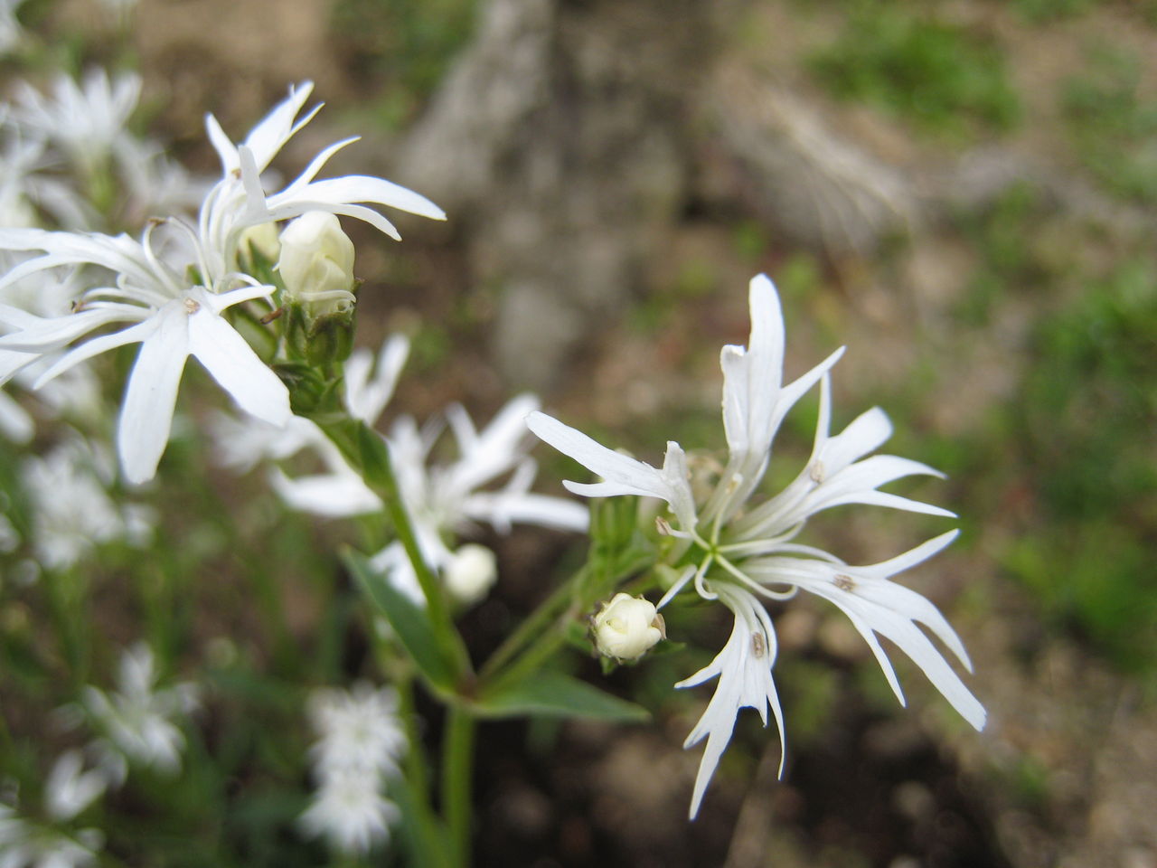 リクニス ホワイトロビン ミセスケイの薔薇コラム