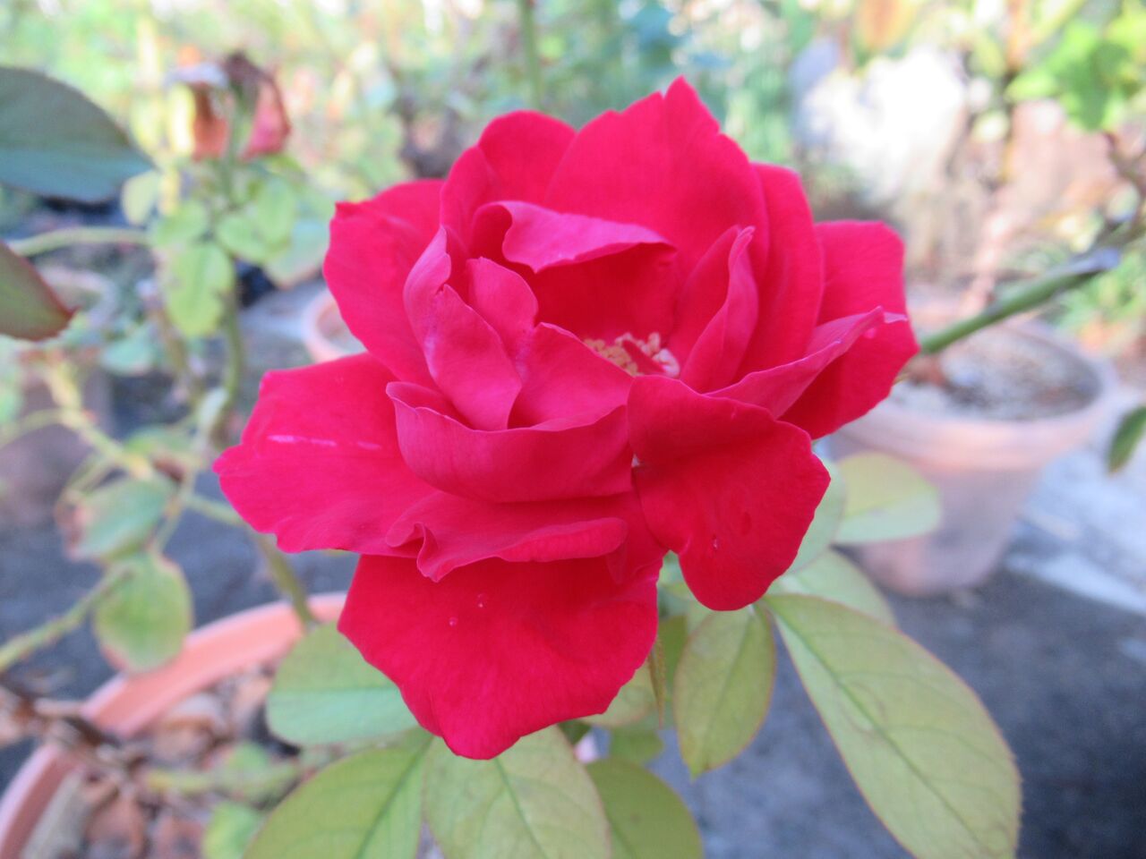 アンリマチスなど ミセスケイの薔薇コラム アンリマチスなど ミセスケイの薔薇コラム