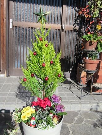 クリスマスの寄せ植え作りました ミセスケイの薔薇コラム