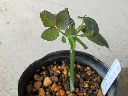 挿し木の中間報告と枝豆 ミセスケイの薔薇コラム