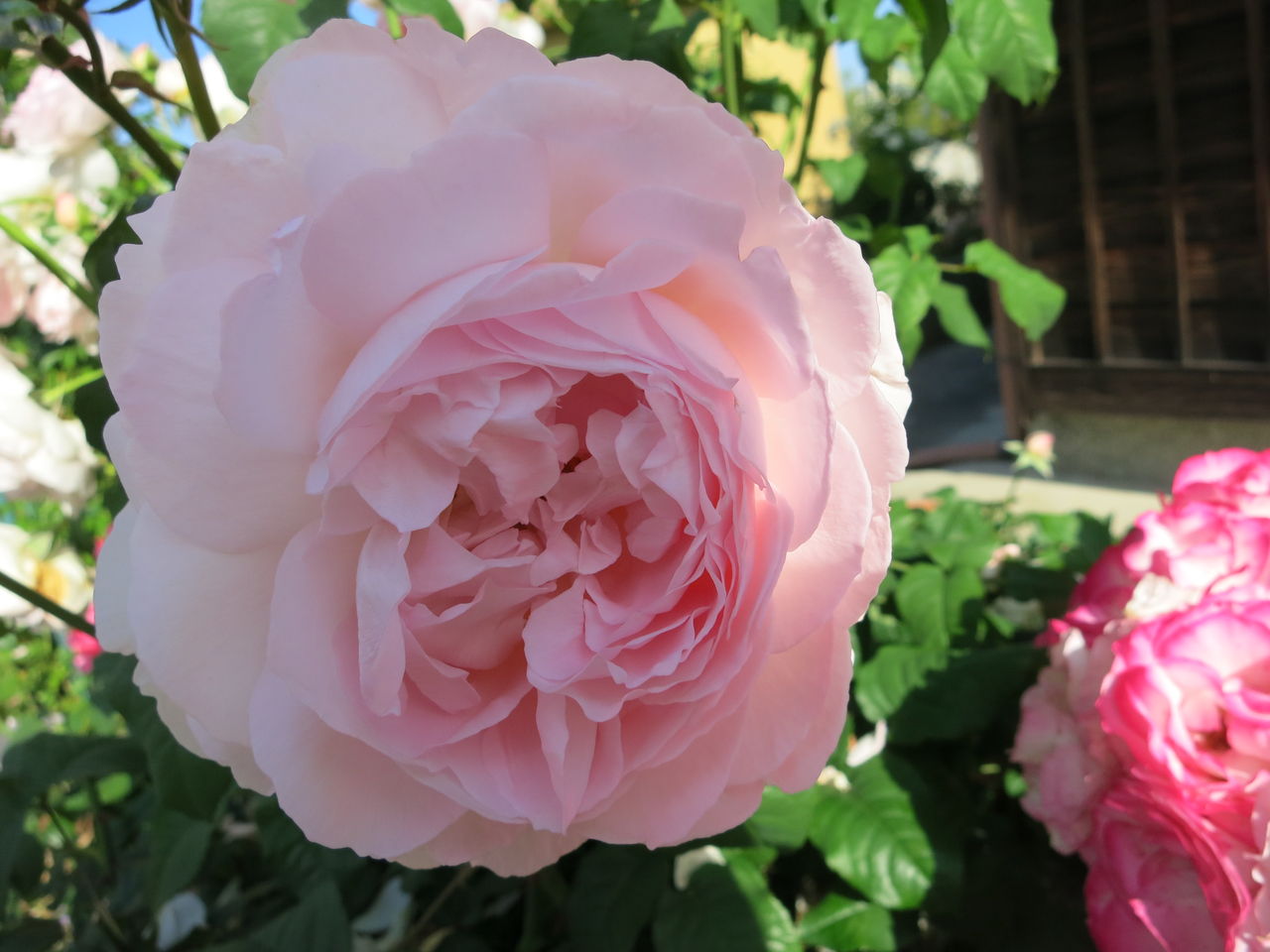 シャリファアスマ モリナール ピンクノックアウト ラムズイヤーなど ミセスケイの薔薇コラム