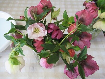 クリスマスローズを切り花にしました ミセスケイの薔薇コラム