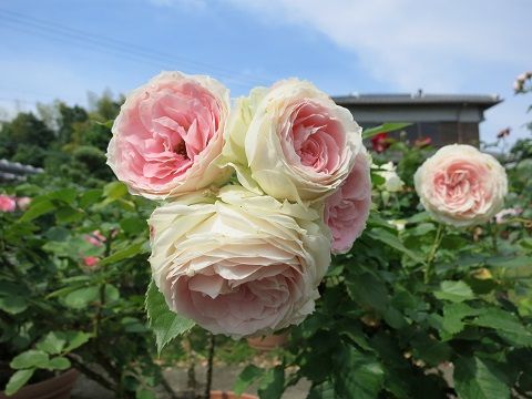 パシュミナ 変わり咲きシラン ミセスケイの薔薇コラム
