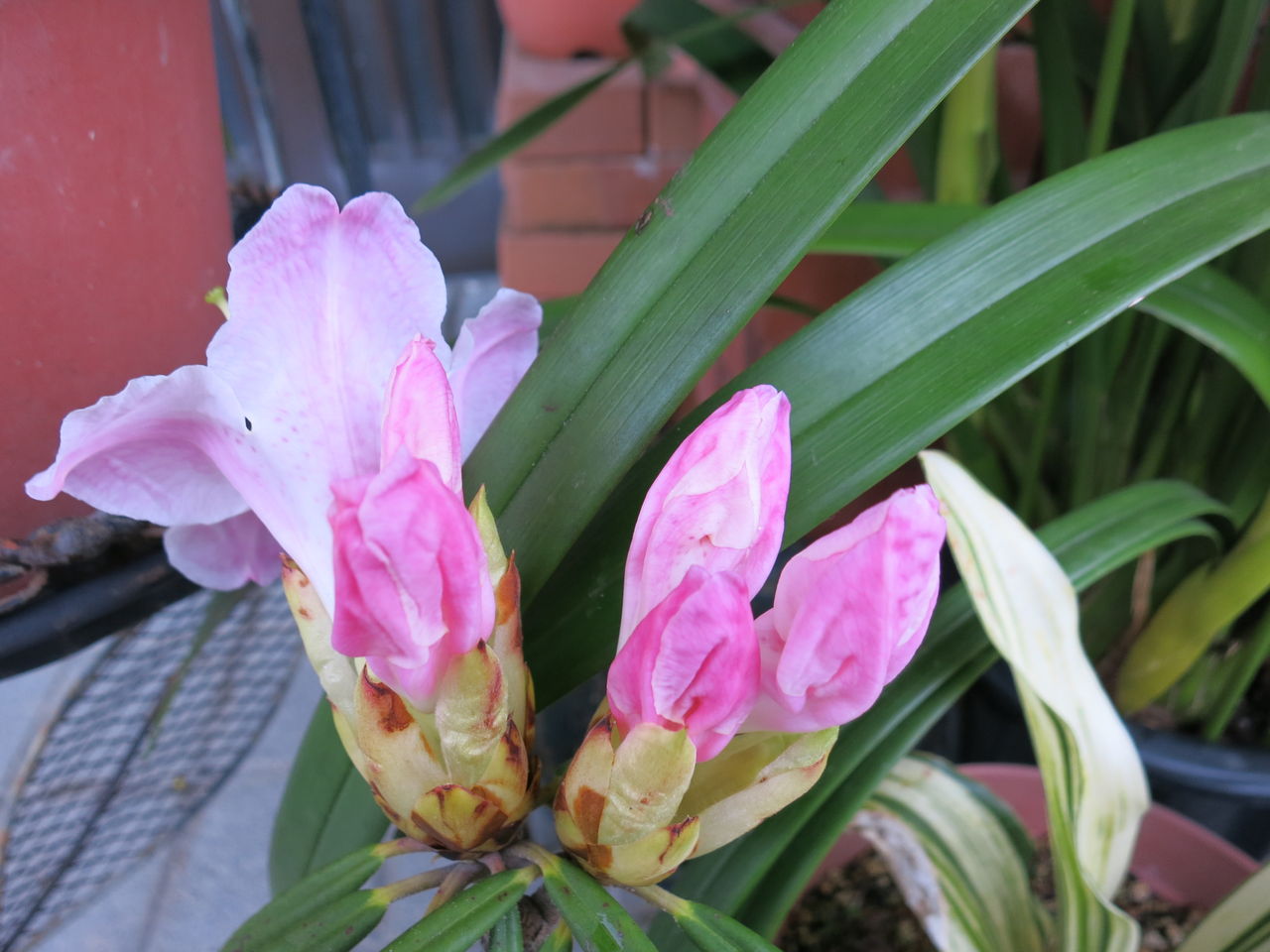 日本シャクナゲ京の華など : ミセスケイの薔薇コラム