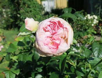 IMG_6726 (2)