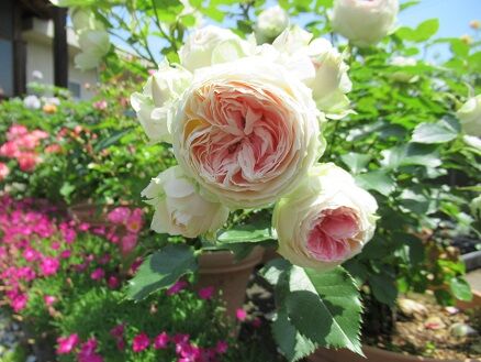 パシュミナ ジュードなど ミセスケイの薔薇コラム