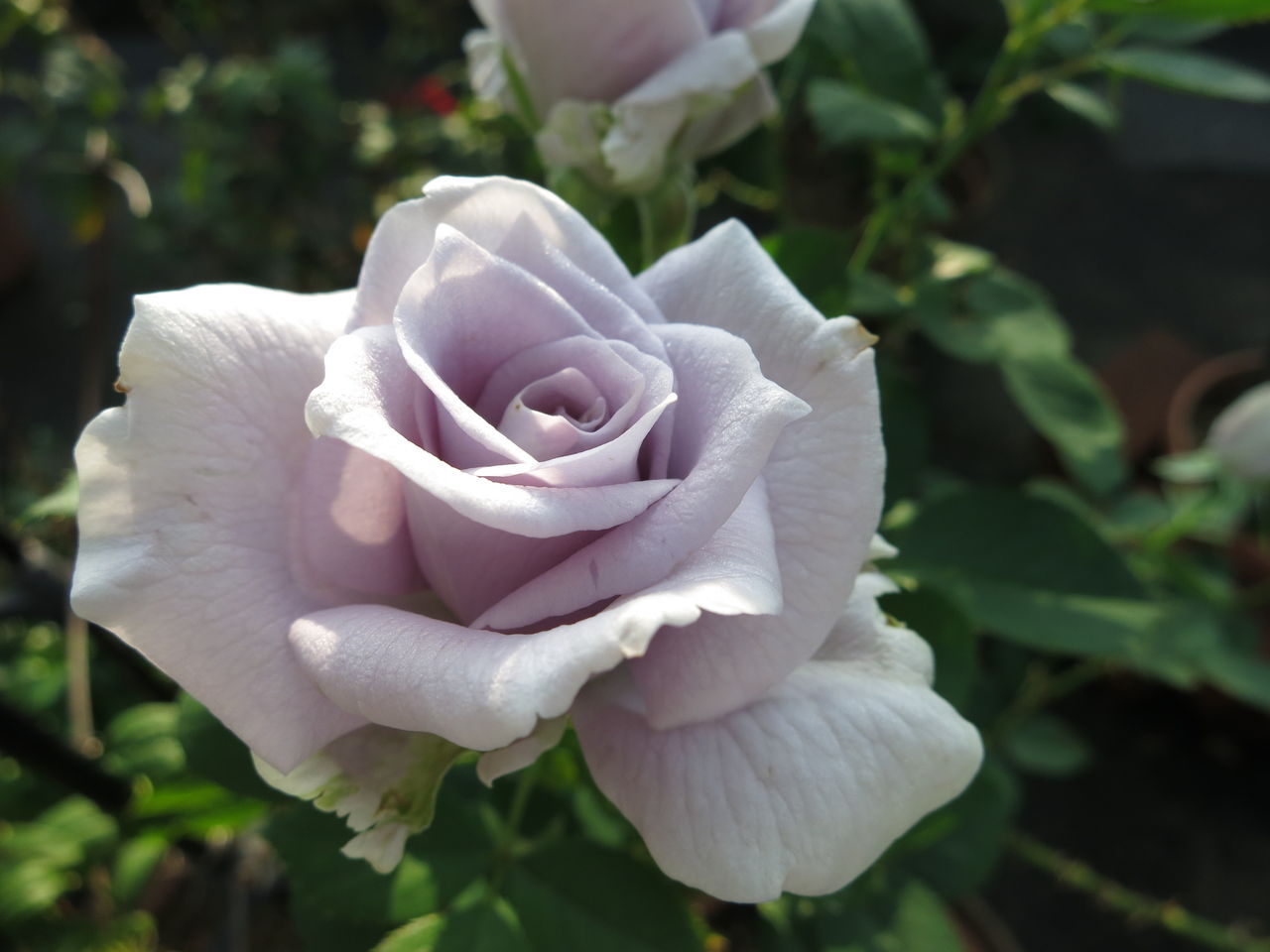 神秘的な青バラ青龍が咲きました ミセスケイの薔薇コラム 神秘的な青バラ青龍が咲きました ミセスケイの薔薇コラム