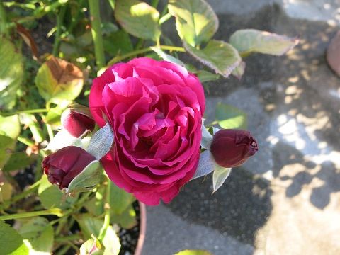 IMG_6718