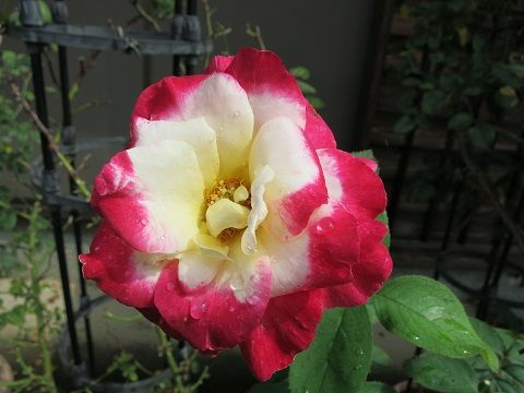 IMG_7296