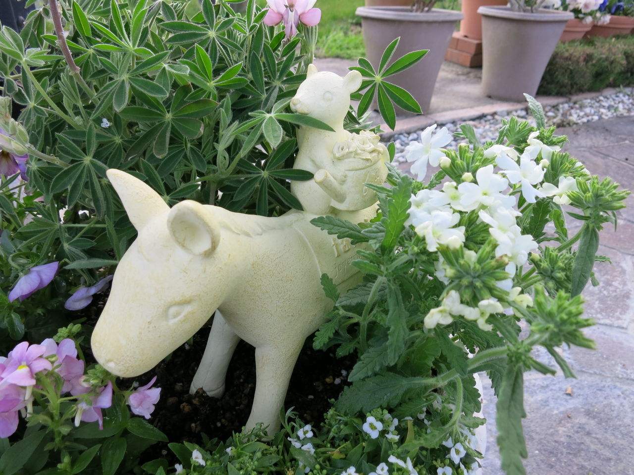 春の寄せ植えと白クリスマスローズたち ミセスケイの薔薇コラム