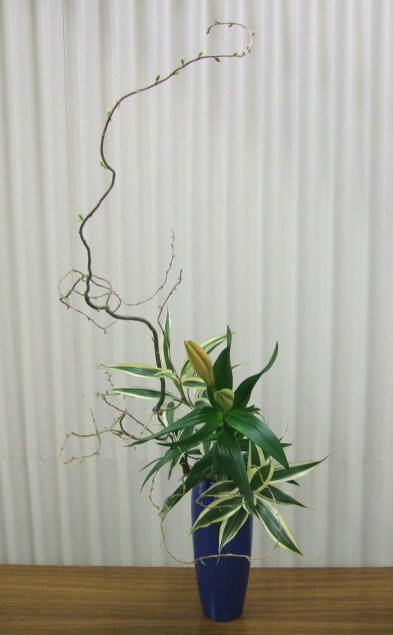 雲竜柳の瓶花 花 大好き