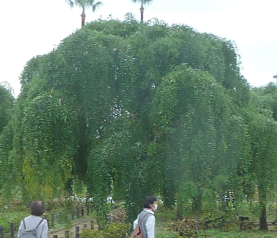 大阪長居植物園で植物観察と散策 花雲雀の旅とハイキング