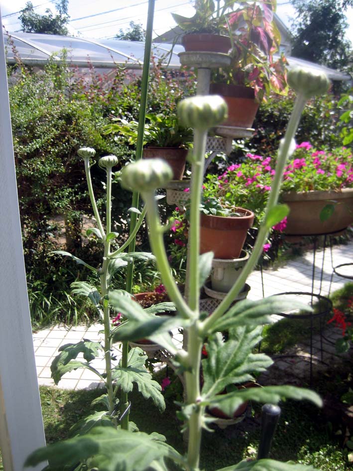 大菊の三本仕立てに挑戦しています アリストテレスな時間