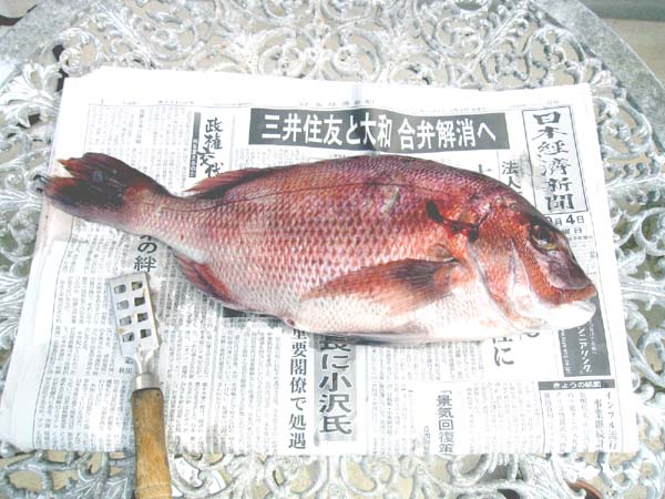 鯛の霜降り造りに挑戦 アリストテレスな時間