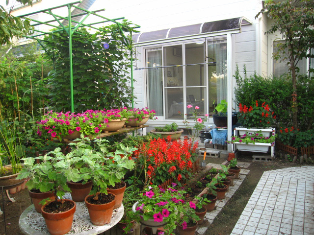 晴耕雨読 やっと西洋朝顔 オーシャンブルー の一番花が咲きました アリストテレスな時間