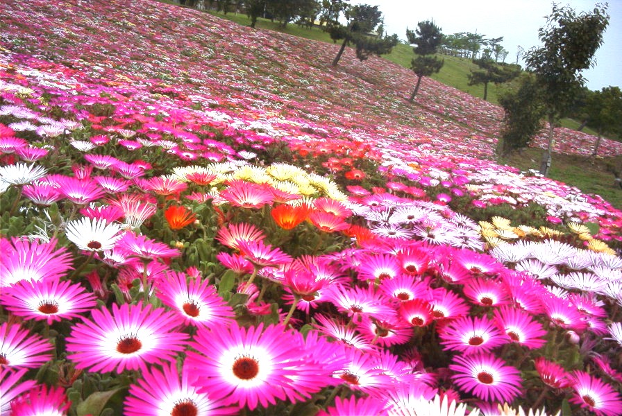 花の宝石 リビングストンデージー ただいま満開 フラワーパークあまがせ 最新開花情報 花の宝石 リビングストンデージー ただいま満開 フラワーパークあまがせ 最新開花情報