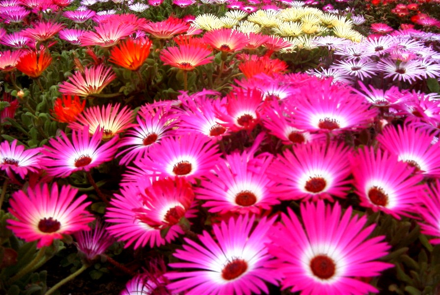 花の宝石 リビングストンデージー ただいま満開 フラワーパークあまがせ 最新開花情報 花の宝石 リビングストンデージー ただいま満開 フラワーパークあまがせ 最新開花情報