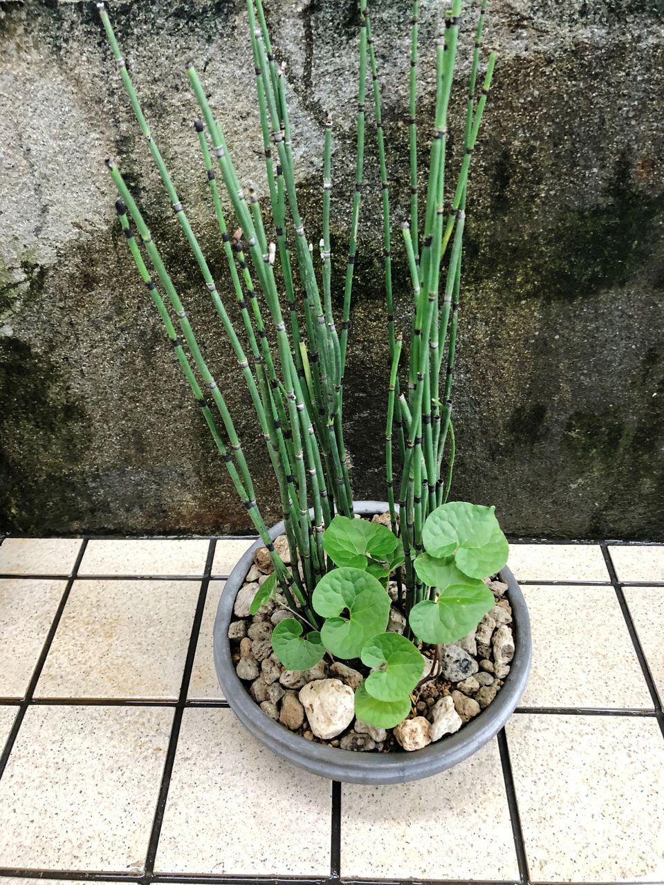 フタバアオイとトクサの寄せ鉢 花重 京都 Hanajyu