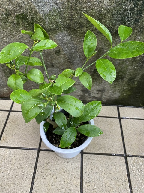 レモンリスボン