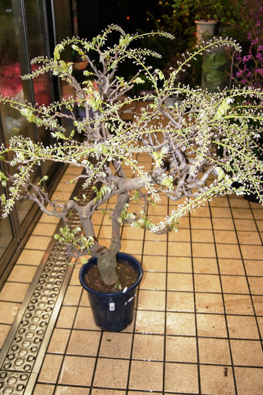 藤鉢販売 花重 京都 Hanajyu