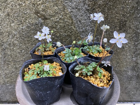 バイカオーレン