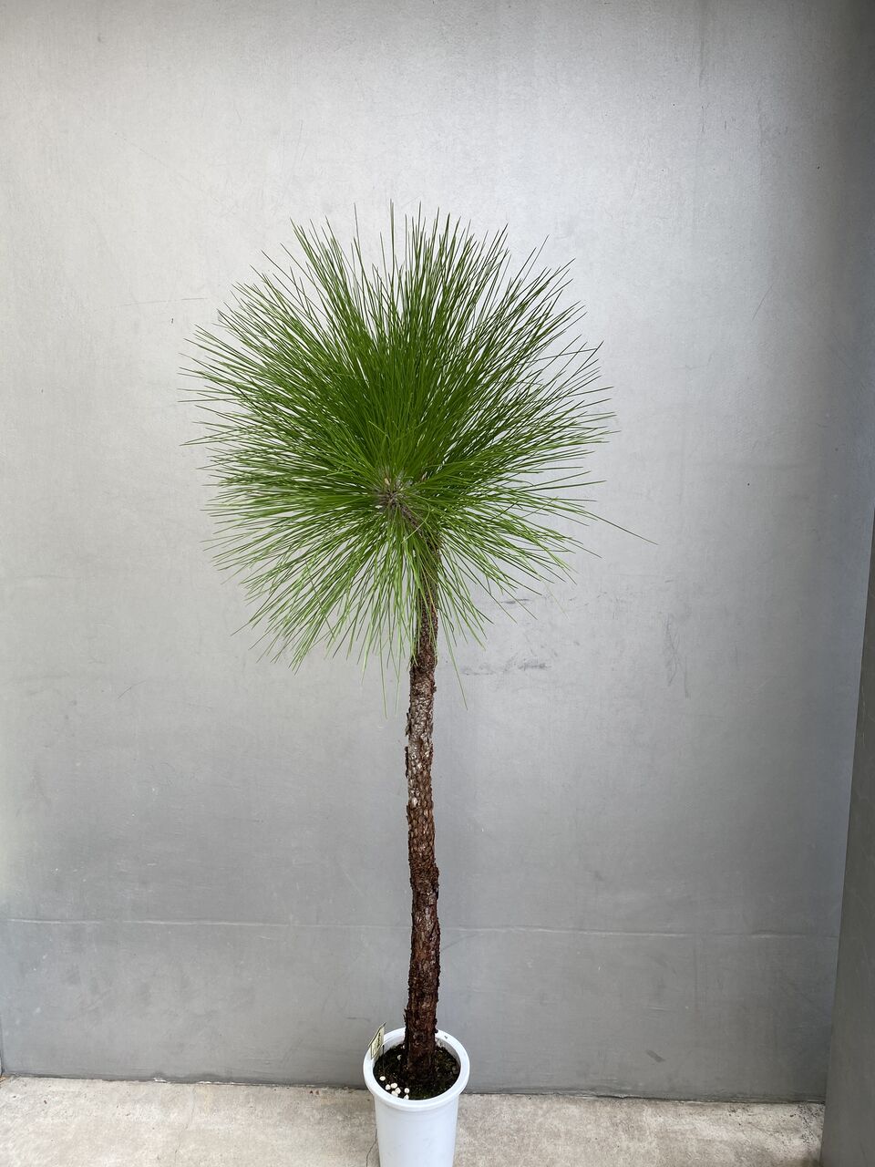 大王松(ダイオウショウ)の盆栽の販売｜盆栽妙 – 盆栽妙 本店