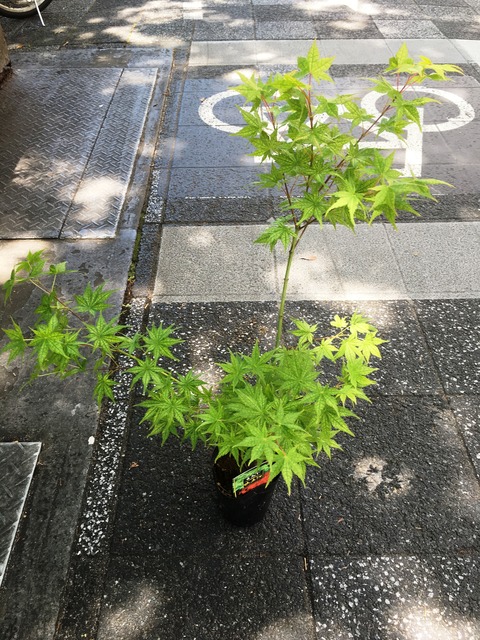 シギタチサワモミジ