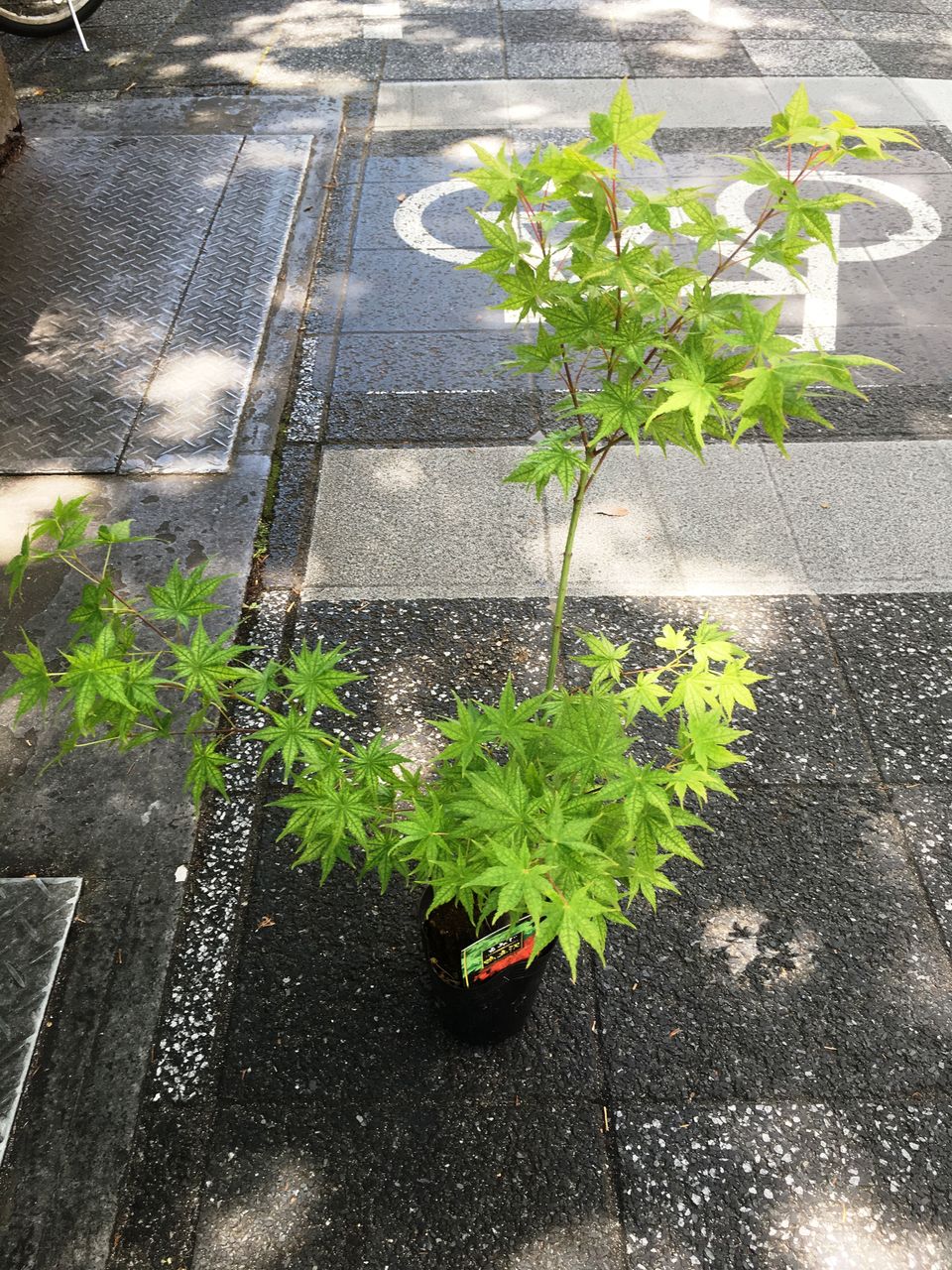 鴫立沢モミジ販売 花重 京都 Hanajyu 鴫立沢モミジ販売 花重 京都 Hanajyu