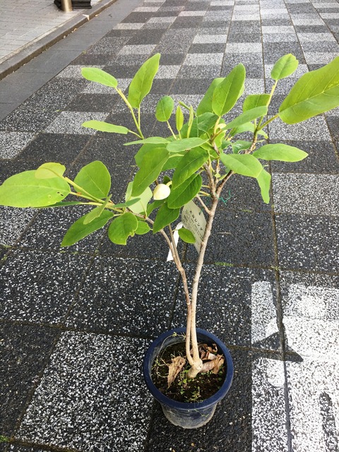 おおやまれんげ