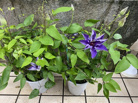 ザプレジデントテッセン